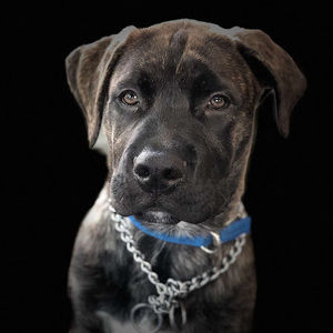 Meet your Posher, Jordan